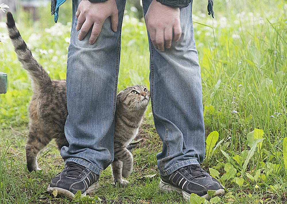 Почему кошка ходит хвостом за хозяином