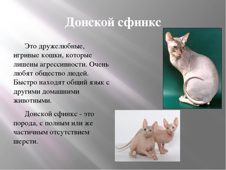 Сколько стоит кошка сфинкс: цены в россии