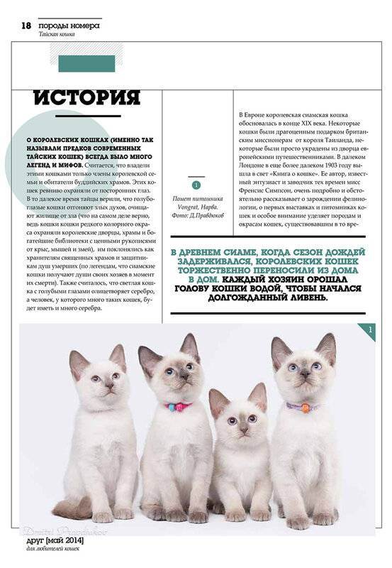 ᐉ яванез или яванская кошка - описание пород котов - ➡ motildazoo.ru