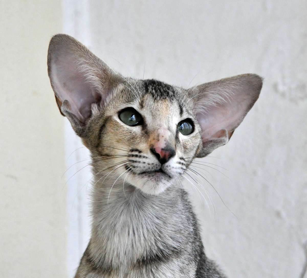 Породы кошек с большими ушами: 12 лучших представителей с фото