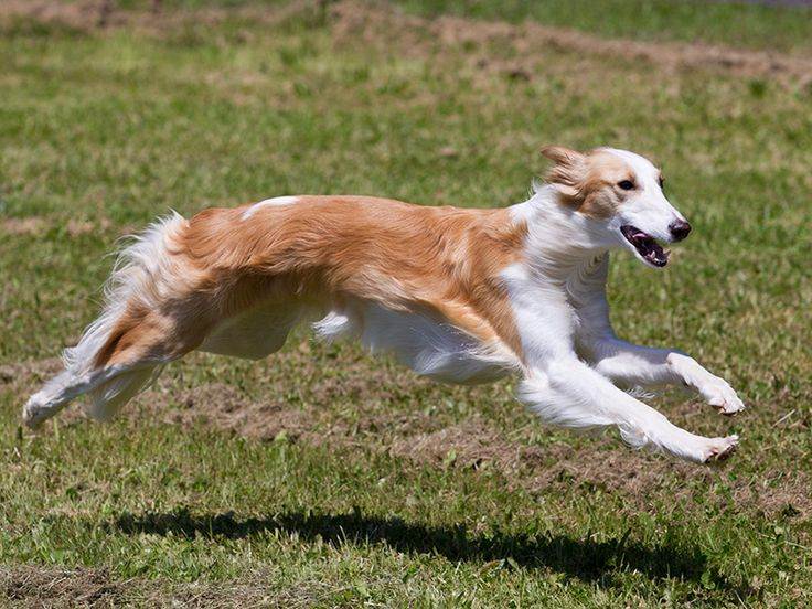 Шелковистый виндхаунд — описание породы (с фото) | все о собаках
