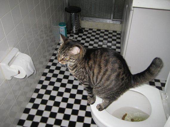 11 причин почему кот не ходит в туалет по-большому и что делать