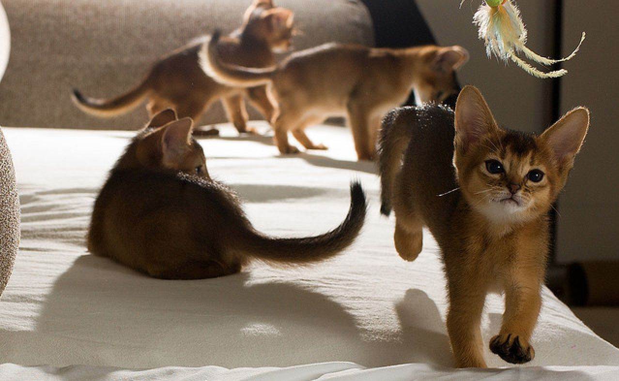 Дрессировка кошек — основные команды с трюками и пошаговой инструкцией по обучению кота в домашних условиях