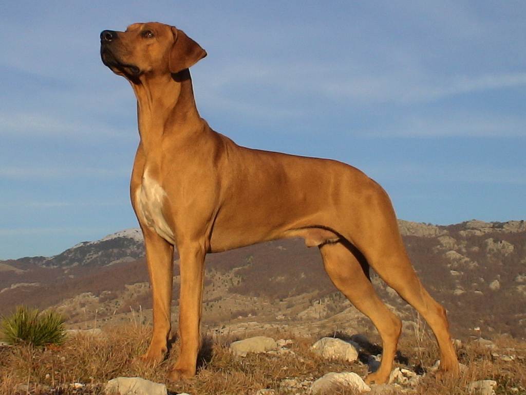 Родезийский риджбек: характеристика собаки, история породы и ее особенности (140 фото)