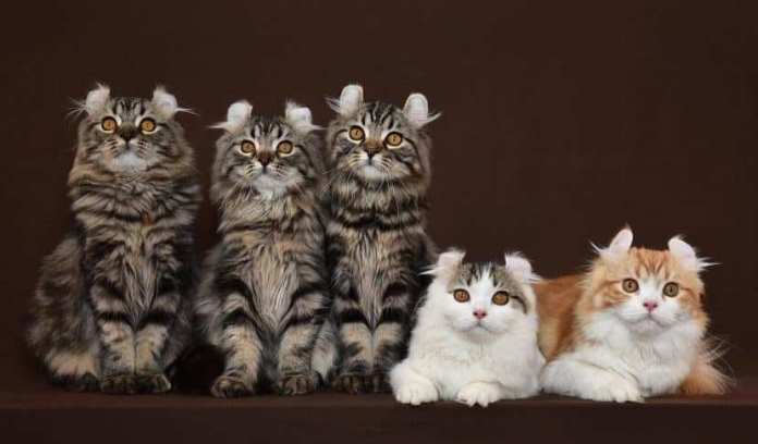 Описание и особенности характера кошек породы американский керл, уход за ними