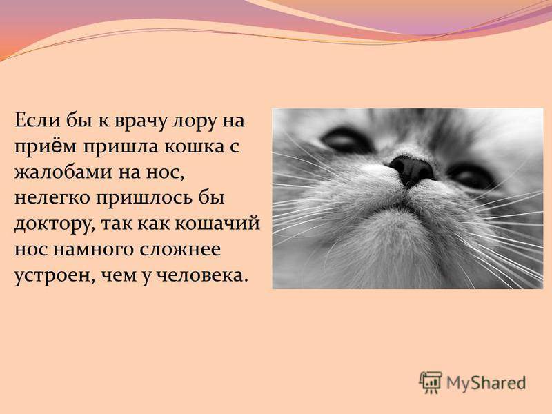Сухой нос у кошки: когда это норма, а когда первый признак заболевания | ваши питомцы