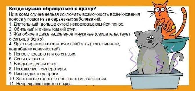 Кошка кашляет, как будто подавилась, хочет вырвать, хрипит, чихает: что делать, причины и лечение - блог о животных - zoo-pet.ru
