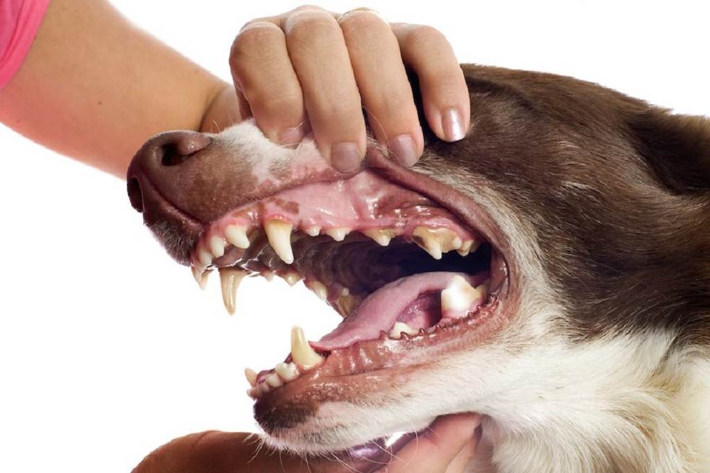 Причины, почему у собаки изо рта пахнет тухлятиной