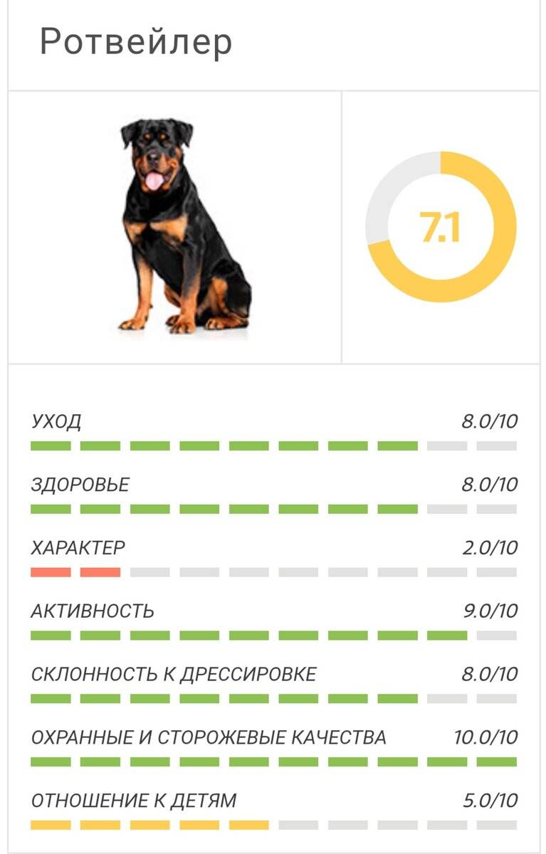 Самые умные собаки в мире: топ-10 | рейтинг