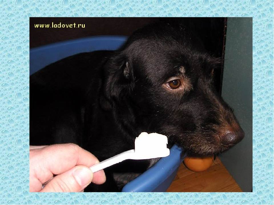 Как чистить зубы собаке?