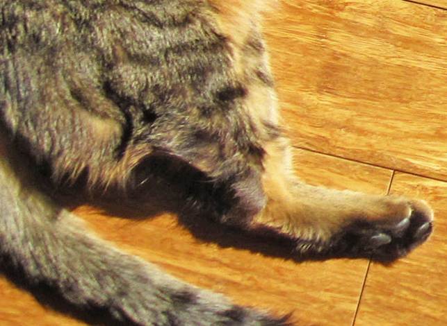 Кошка заносит задние лапы, почему кот плохо ходит задними лапами, если лечение оказалось не эффективным