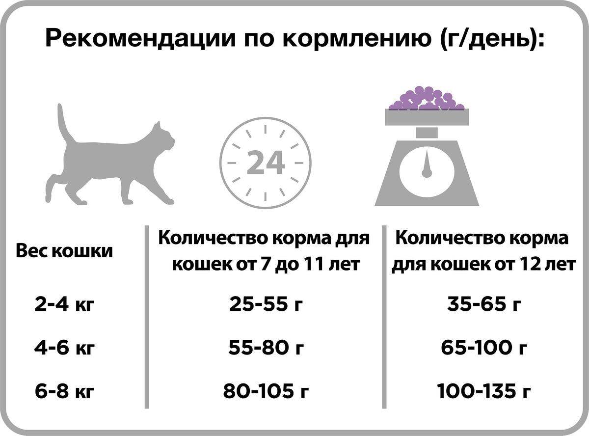 Чем кормить котенка в 6 месяцев: режим и нормы кормления, промышленные корма или натуральные продукты, витамины и добавки