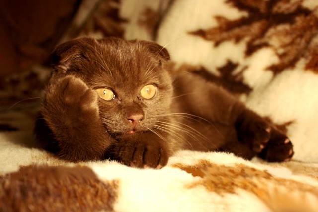 Что думают о нас коты?