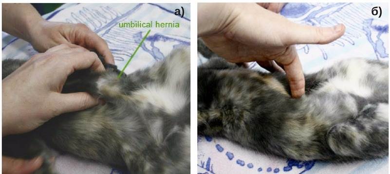 Эффективные способы лечения грыжи у котов | блог ветклиники "беланта"