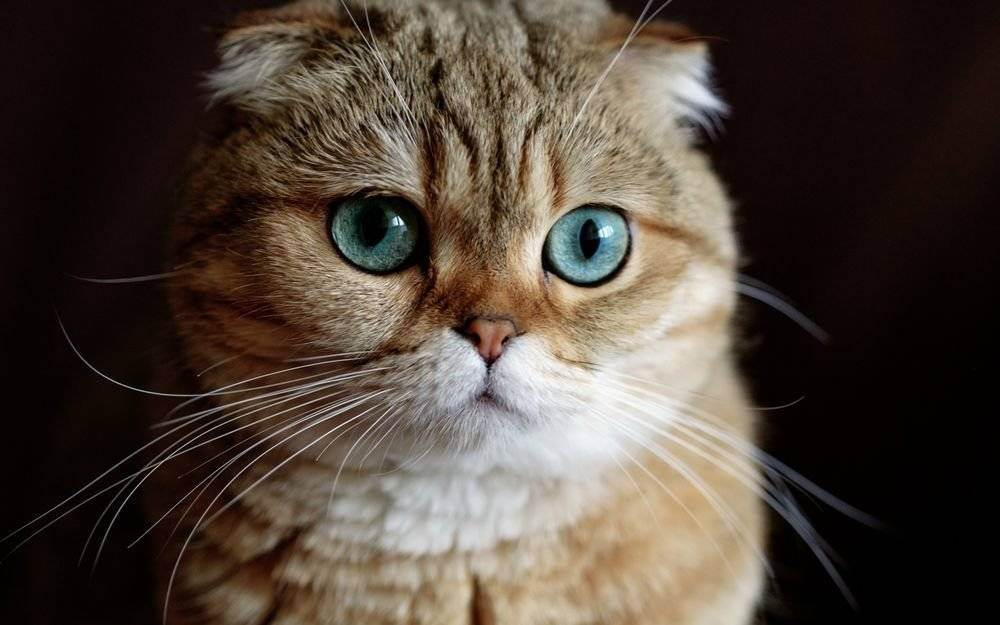 Коты и кошки с большими глазами | фото, порода