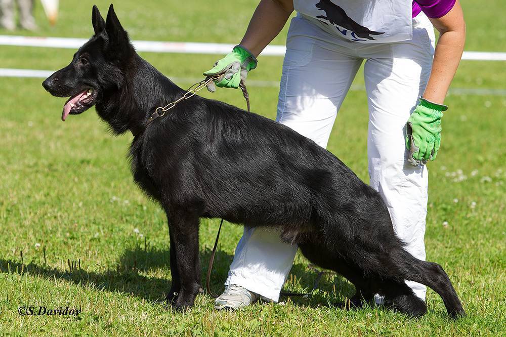 Немецкая овчарка - 113 фото собаки с самыми умными глазами