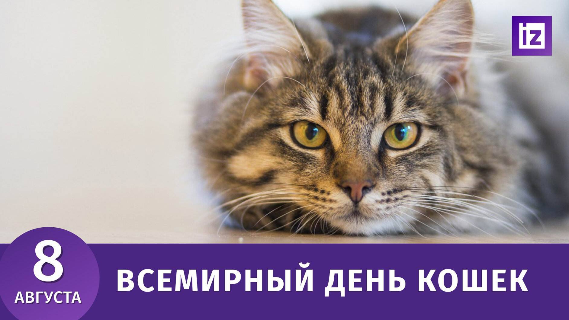 Когда отмечают день кошек в 2019 году в россии: дата праздника и история