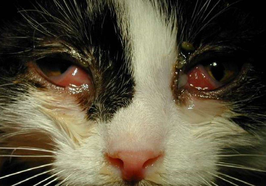 Кальцивироз у кошек симптомы