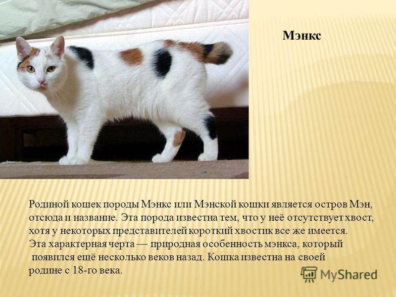 Мэнкс (мэнская кошка)
