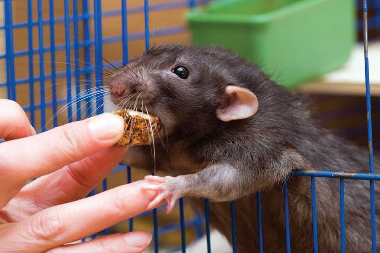 Крыса дамбо: фото, отличительные особенности, уход и содержание в домашних условиях