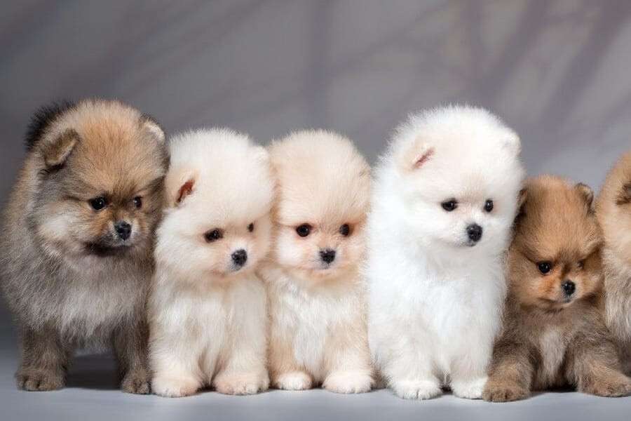 7 популярных гибридов собак