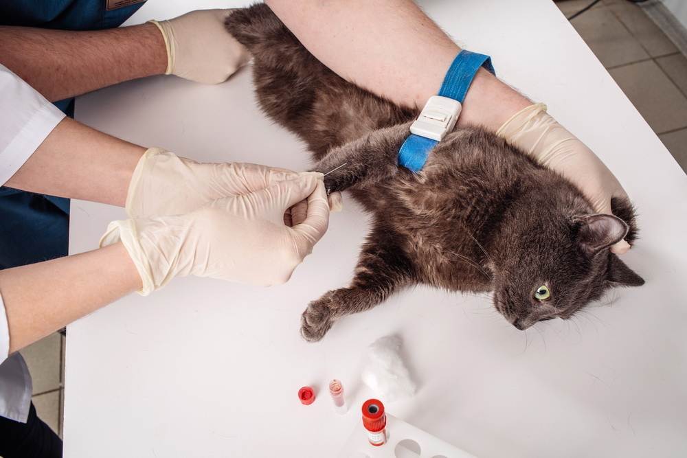 Почему у кошки из-под хвоста, из заднего прохода, течет кровь и что с этим делать: возможные причины кровотечения