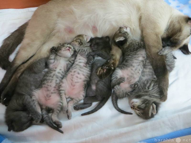 Первые роды у кошки: признаки родов, этапы | ваши питомцы