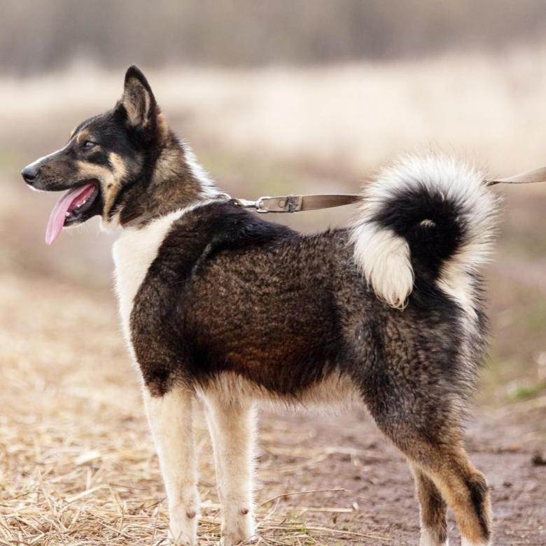 7 видов помесей или метисов овчарки: описание и фото, как отличить метиса от породистого пса