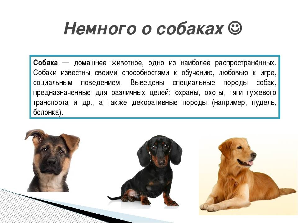 Порода собак такса (dachshund) и ее разновидности