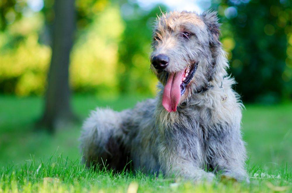 Ирландский волкодав ????: описание породы, характер, содержание и уход, фото собаки
