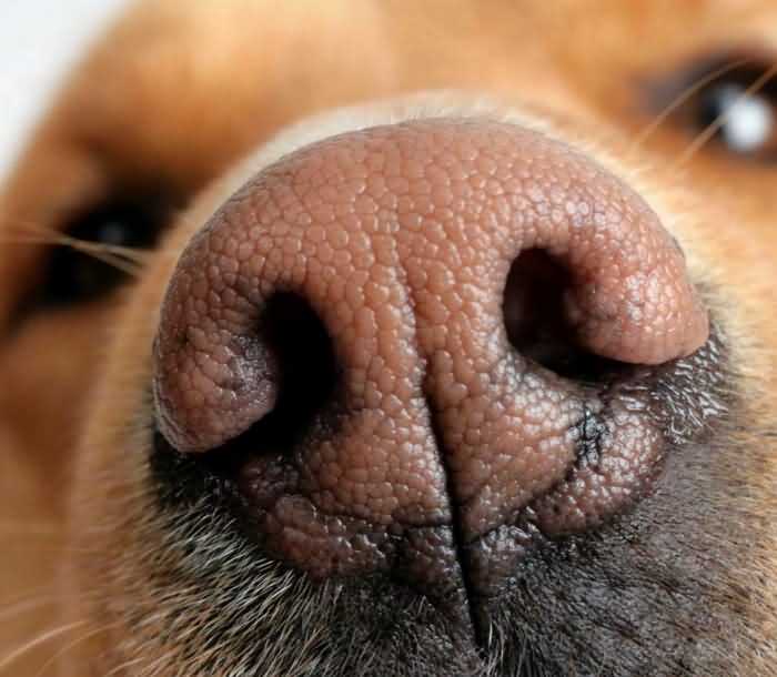 Сухой или теплый нос у собаки – повод для волнения?