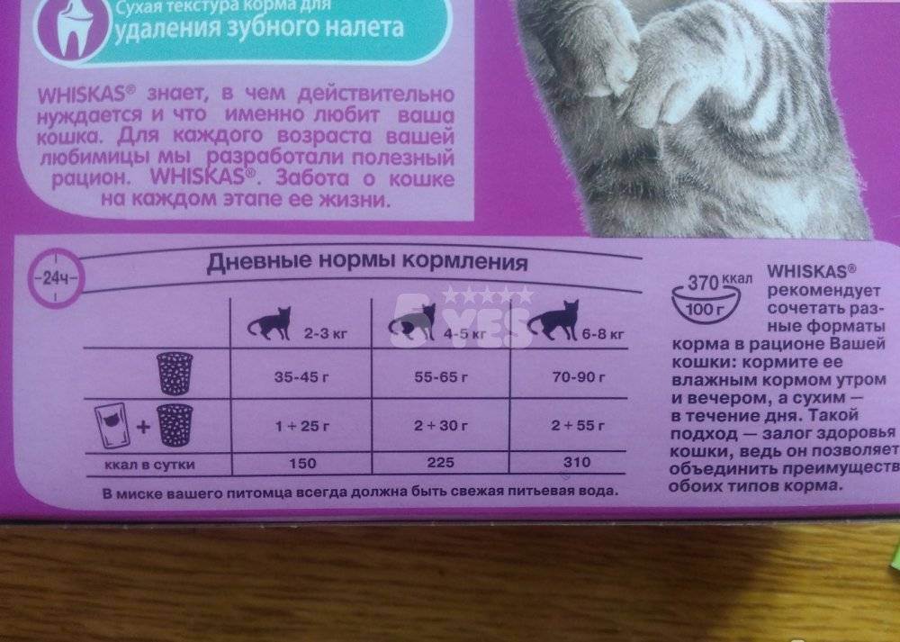 Как и чем кормить новорожденных котят, если у кошки нет молока?