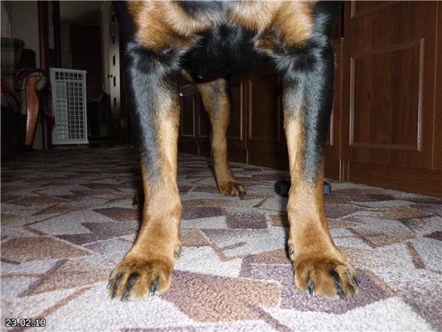 Отказ задних лап у собаки. лечение. | доктор панда