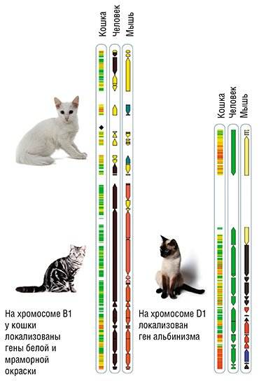 Сколько хромосом у кошки и кота