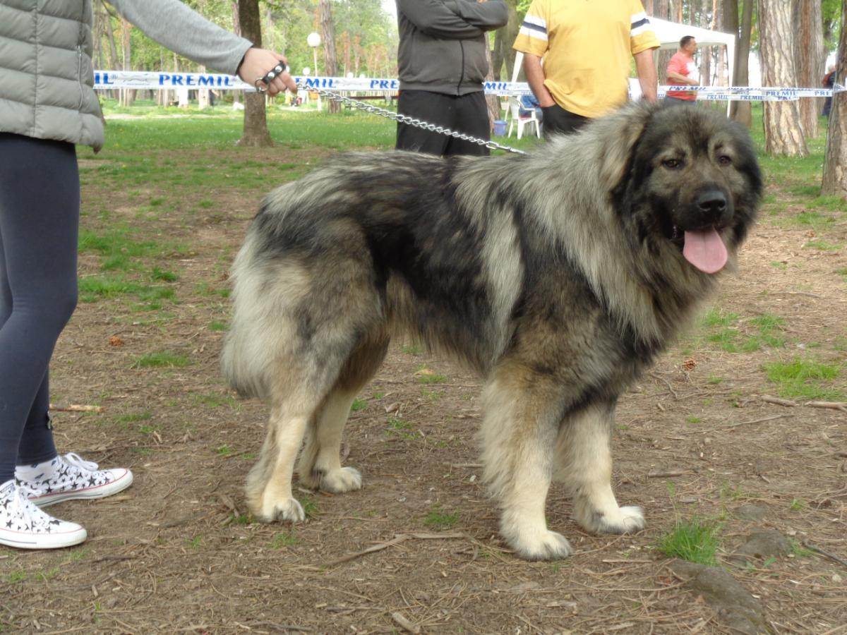 Болгарская овчарка (каракачанская собака): описание породы с фото и видео