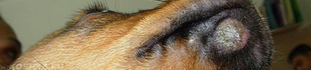 Микроспория или стригущий лишай у собак: фото, симптомы и лечение - болезни собак