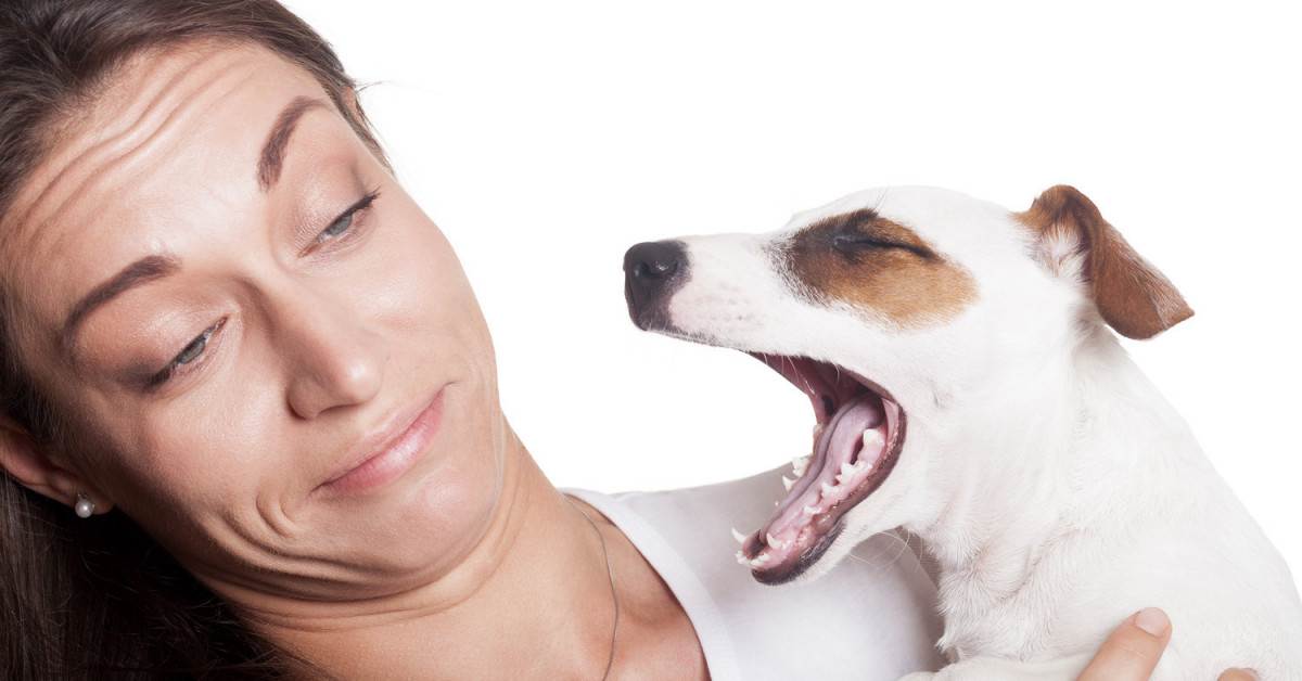 С чем связано появление гадкого запаха из пасти собаки: как избавиться от вони