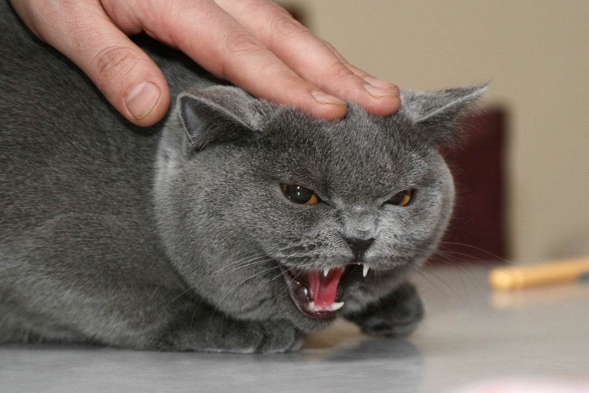 Почему в некоторых домах кошки "не приживаются": причина может быть весьма серьезной