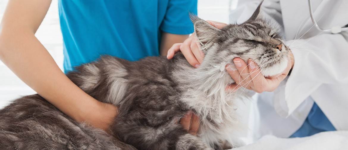 Микоплазмоз у кошек: симптомы и схема лечения, опасность для человека