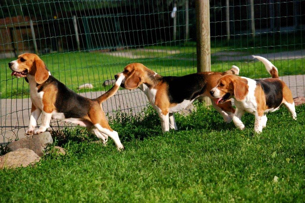 Породы собак средних размеров: короткошерстные, охотничьи, вес и рост