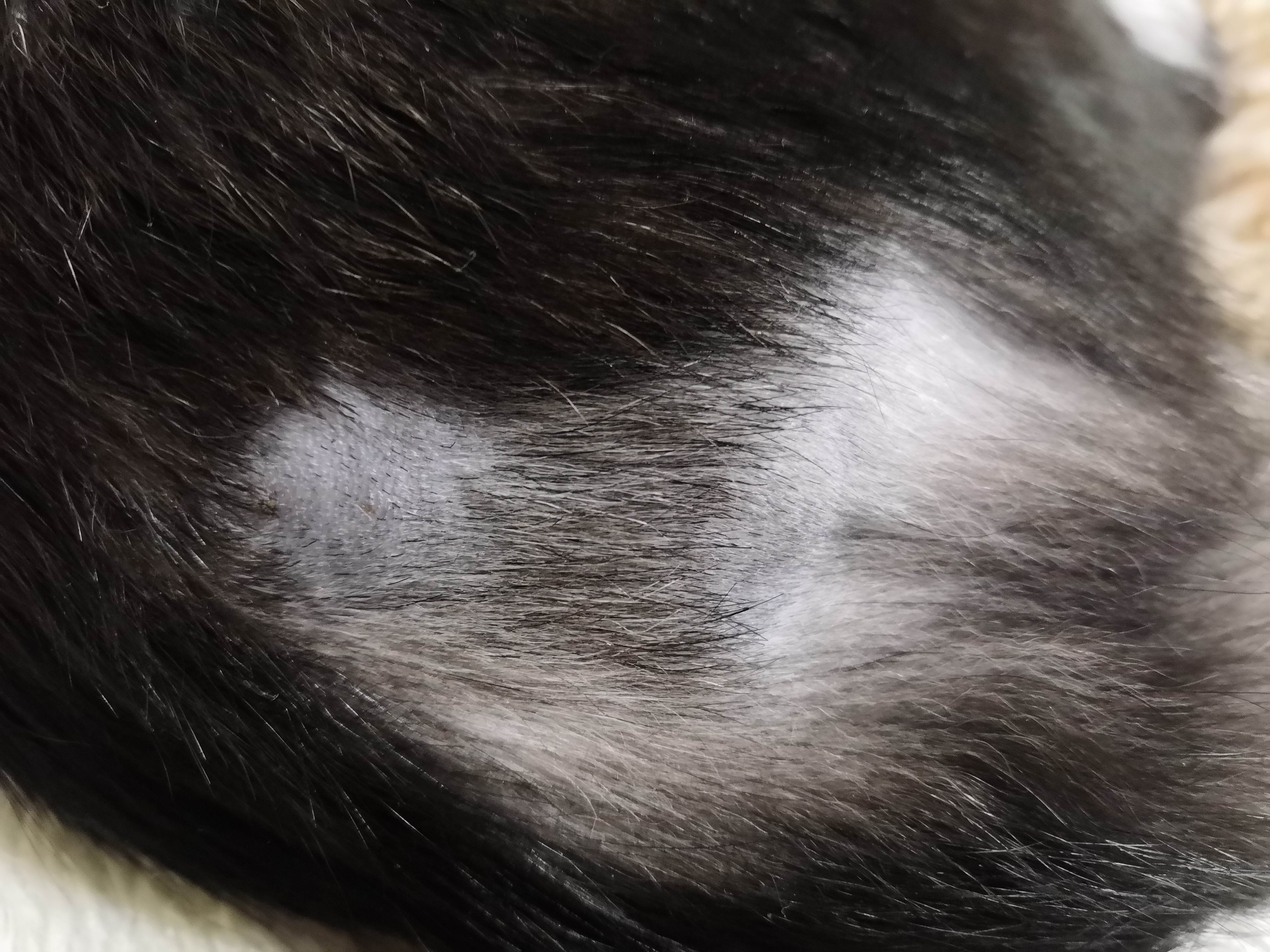 Почему у кошки сильно лезет шерсть летом