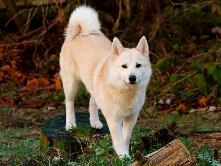 Норвежский элкхаунд (лосиная лайка) — фото, описание породы собак, особенности
