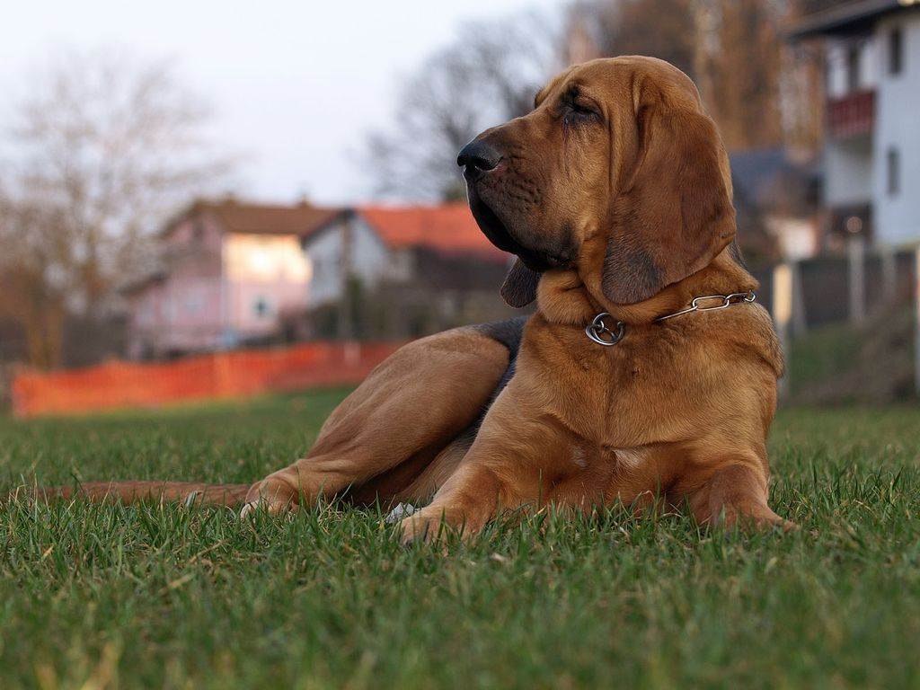 Бладхаунд – фото, описание породы, особенности, цена щенка
