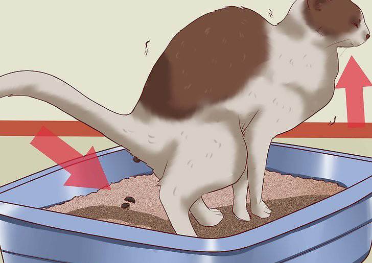 У кошки выделения из заднего прохода: причины, лечение