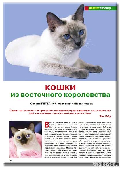 Грациозная сиамская кошка