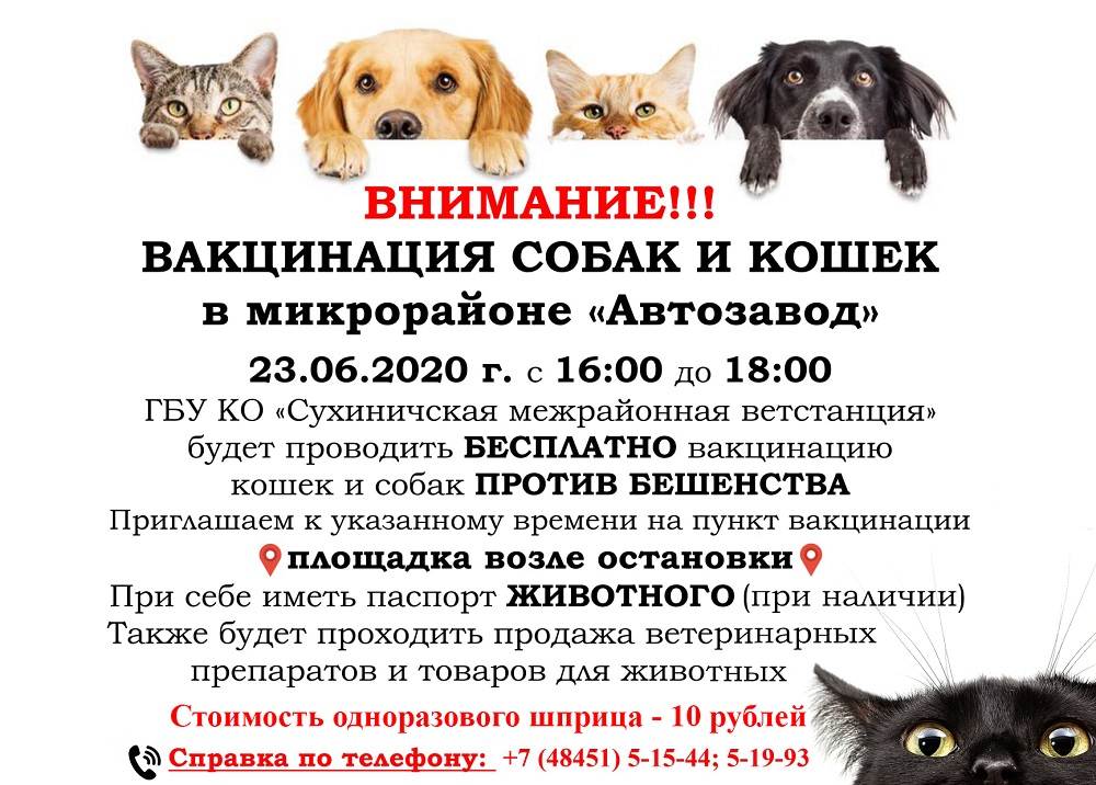 Бешенство у кошки. прививка от бешенства. как подготовить кошку к вакцинации | нвп «астрафарм»