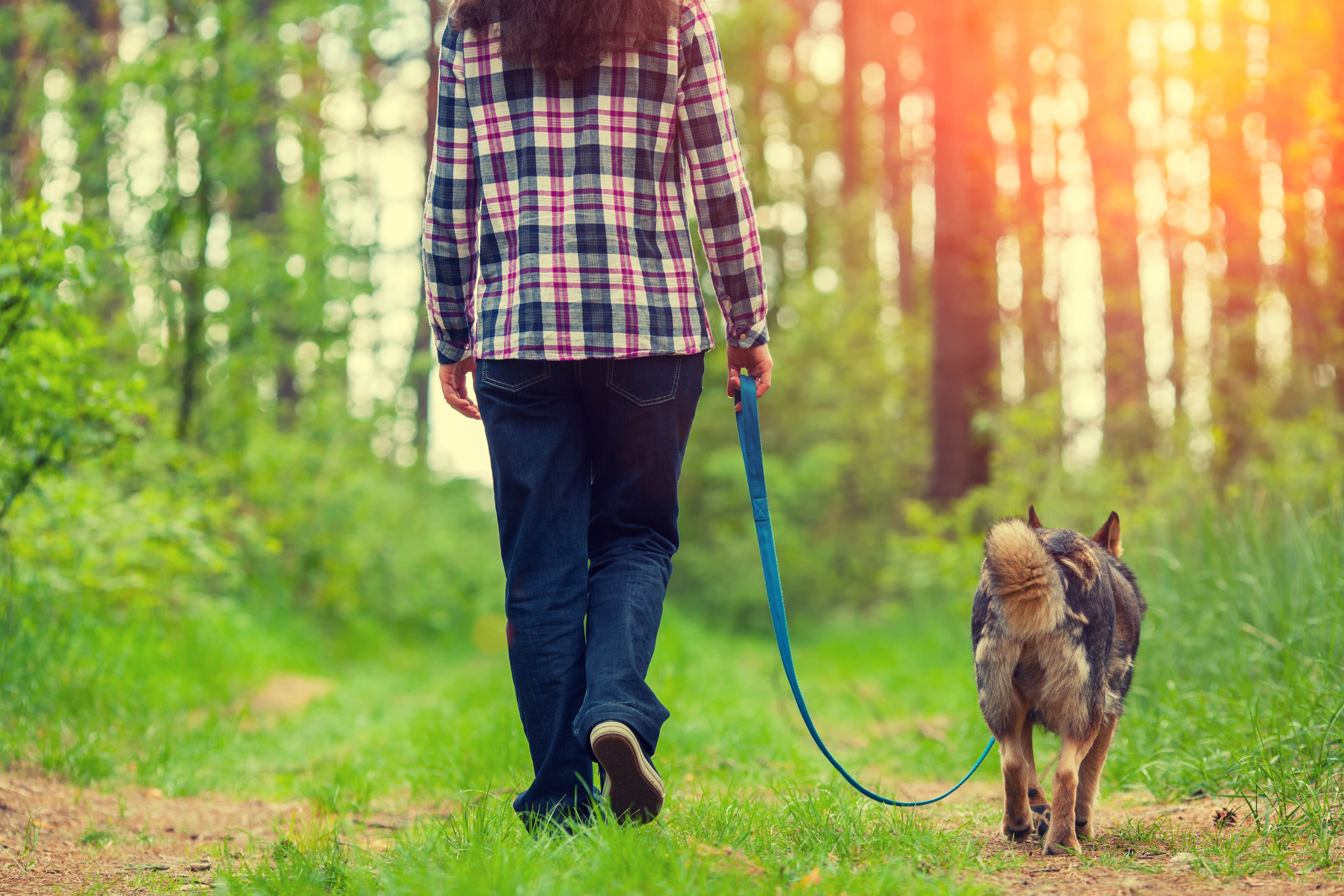 Прогулка с собакой — польза для здоровья. лохматый друг избавит от депрессии.