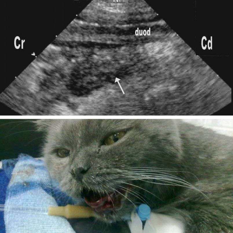 Пиометра у кошек. описание диагноза, симптомов, диагностики, профилактики и лечения