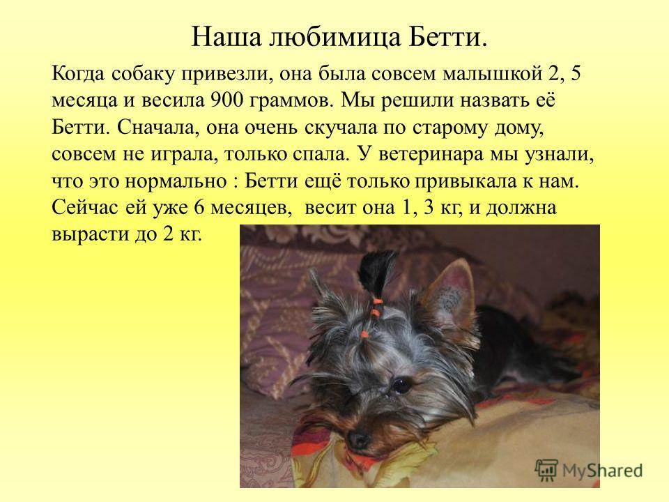 Сочинение про любимую собаку 5 класс. Рассказ о йоркширском терьере. Мой домашний питомец Йоркширский терьер. Сочинение про йоркширского терьера. Йорк сообщение.