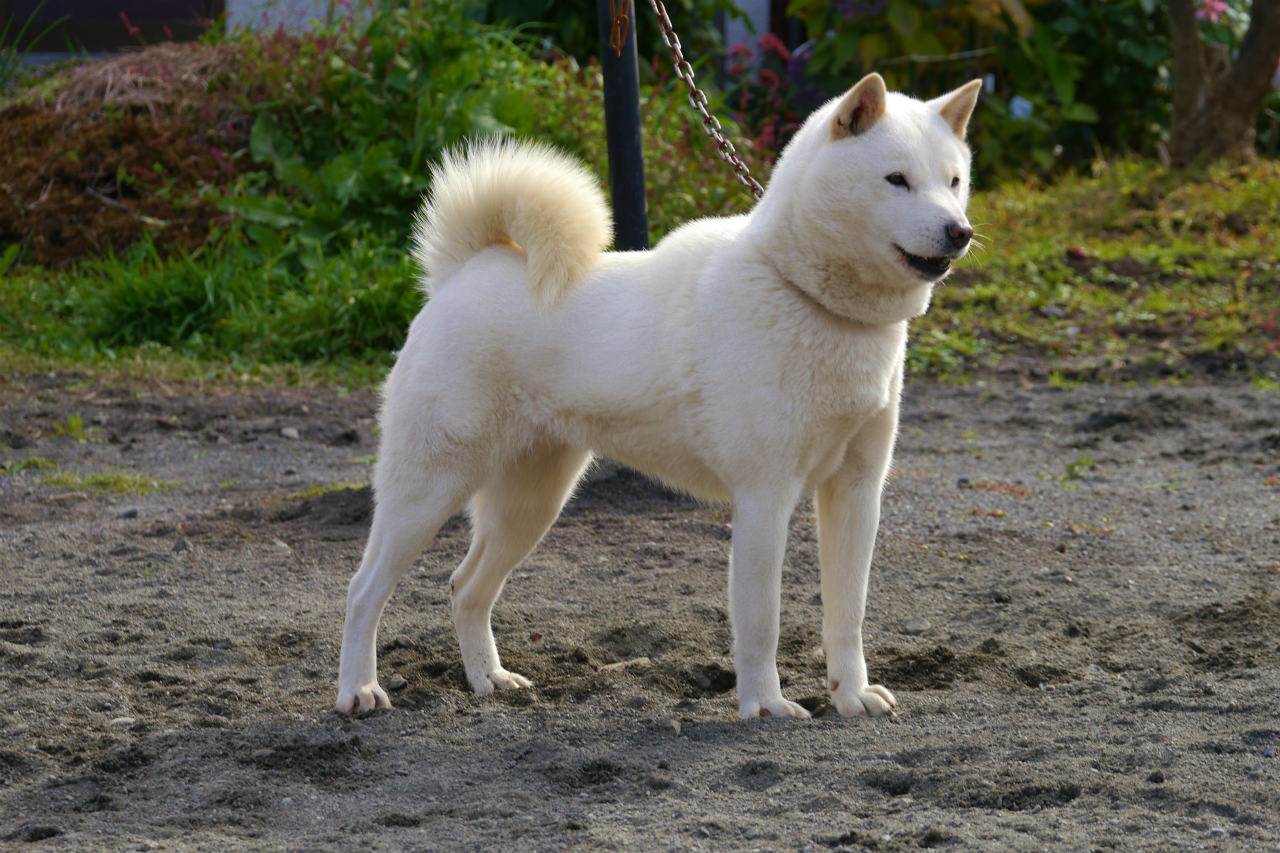 Хоккайдо (Айну) – японская порода собак